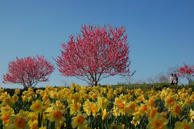 スイセン花畑の写真