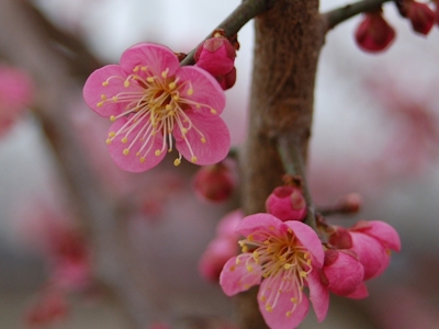 うめの花の写真