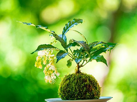 苔玉づくり