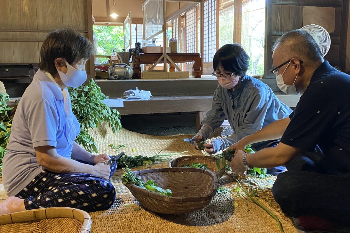 はぶそう茶づくり