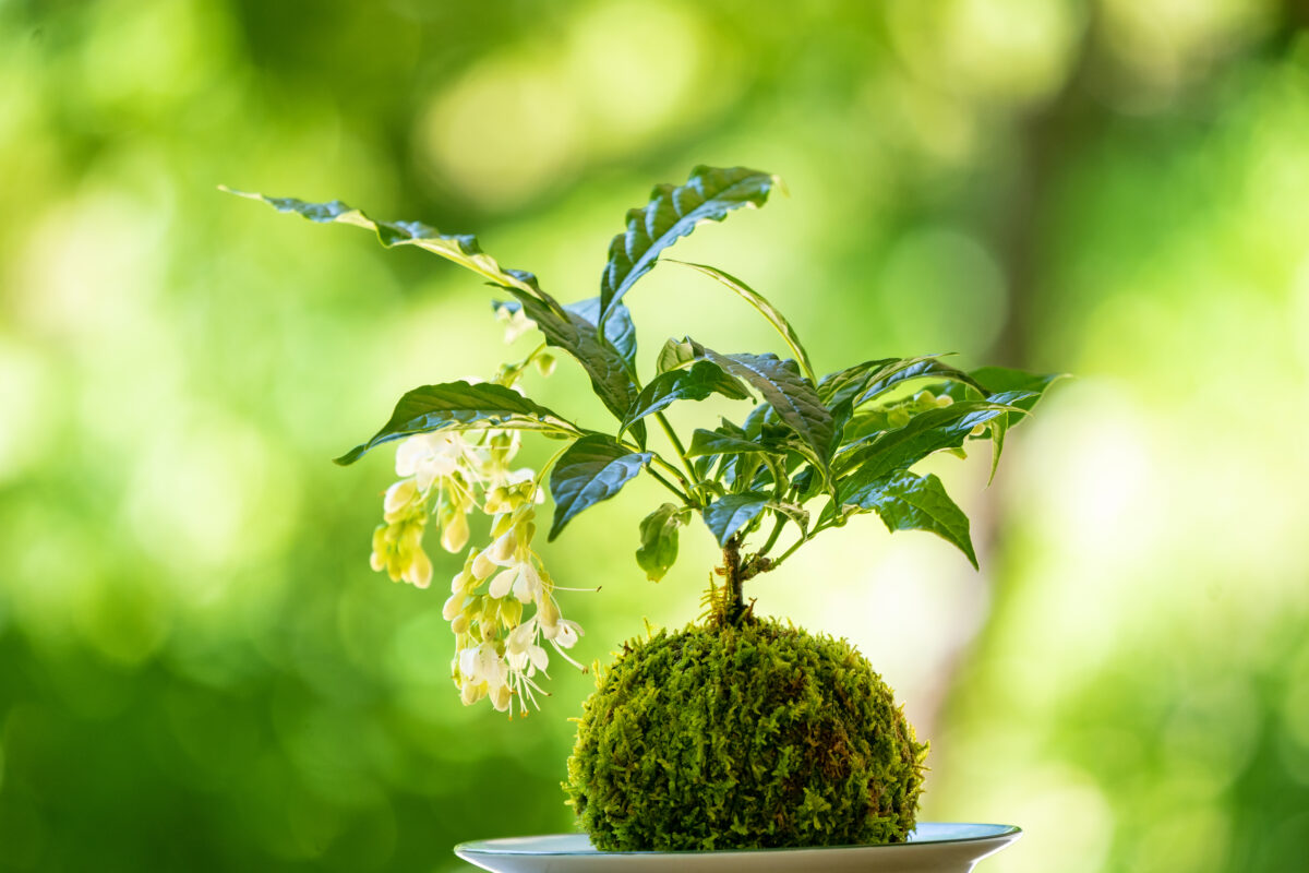 苔玉づくり教室
