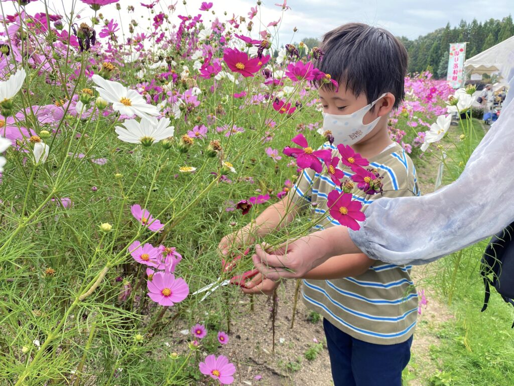 コスモスの切り花体験