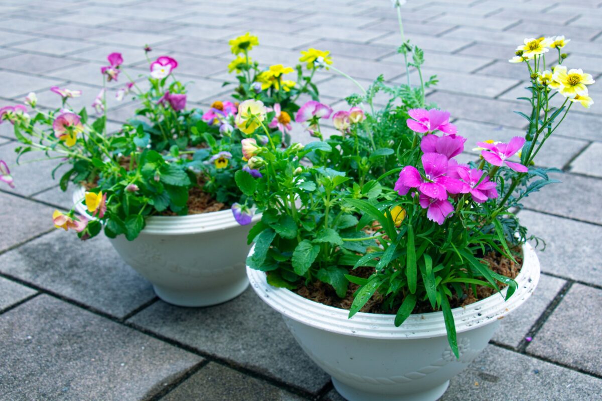 寄せ植え教室